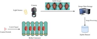 JujubeNet: A high-precision lightweight jujube surface defect classification network with an attention mechanism